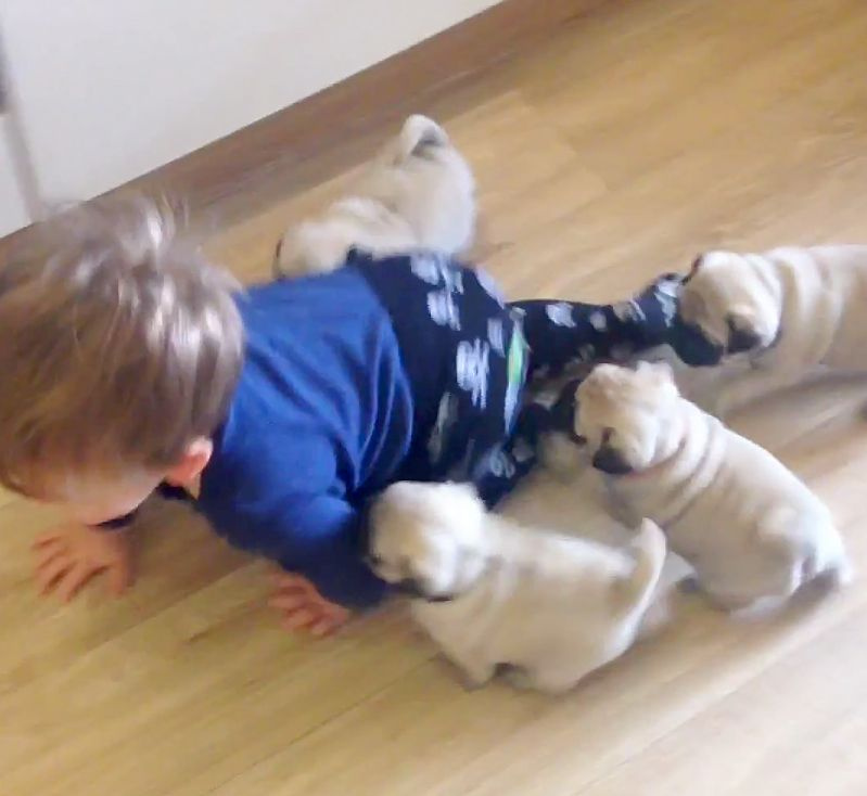 Ces chiots carlin n'arrêteront pas de suivre ce tout-petit énergique : regardez !