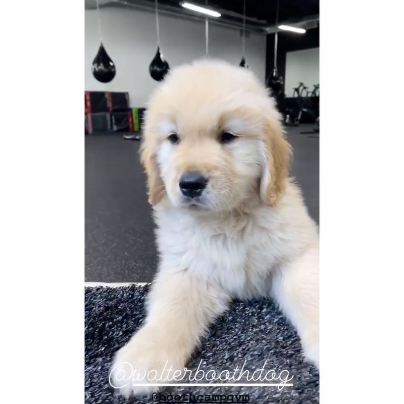 ショーンブースはウォルター2という名前の愛らしい新しい子犬を採用しています