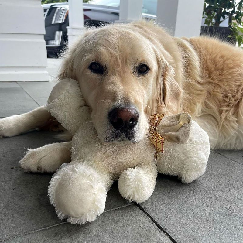 Shannon Beador bittet um Hilfe bei der Suche nach ihrem vermissten Hund: „Wir sind am Boden zerstört