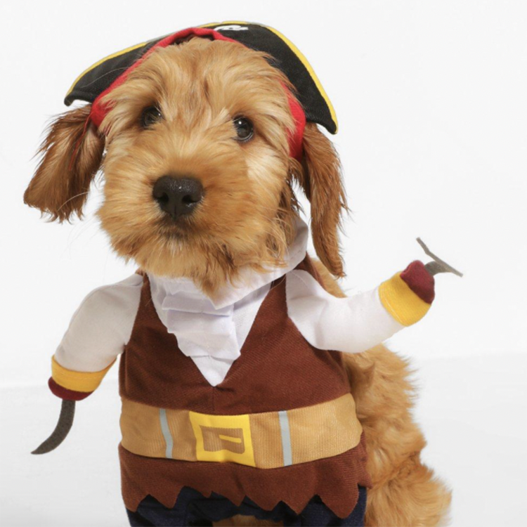   boohoo-pet-pirate