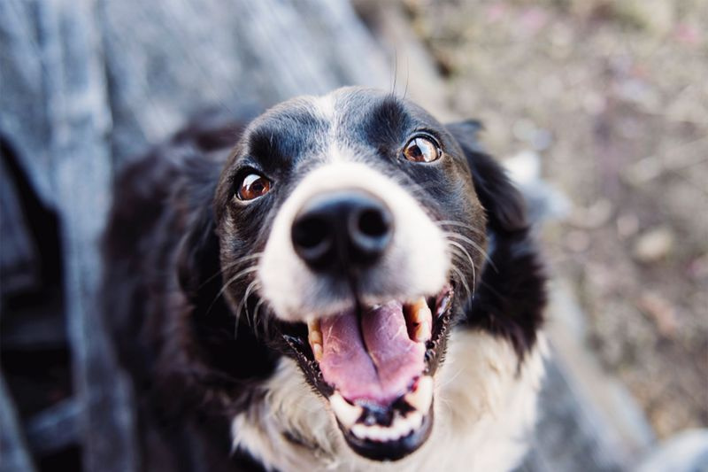 petjoy