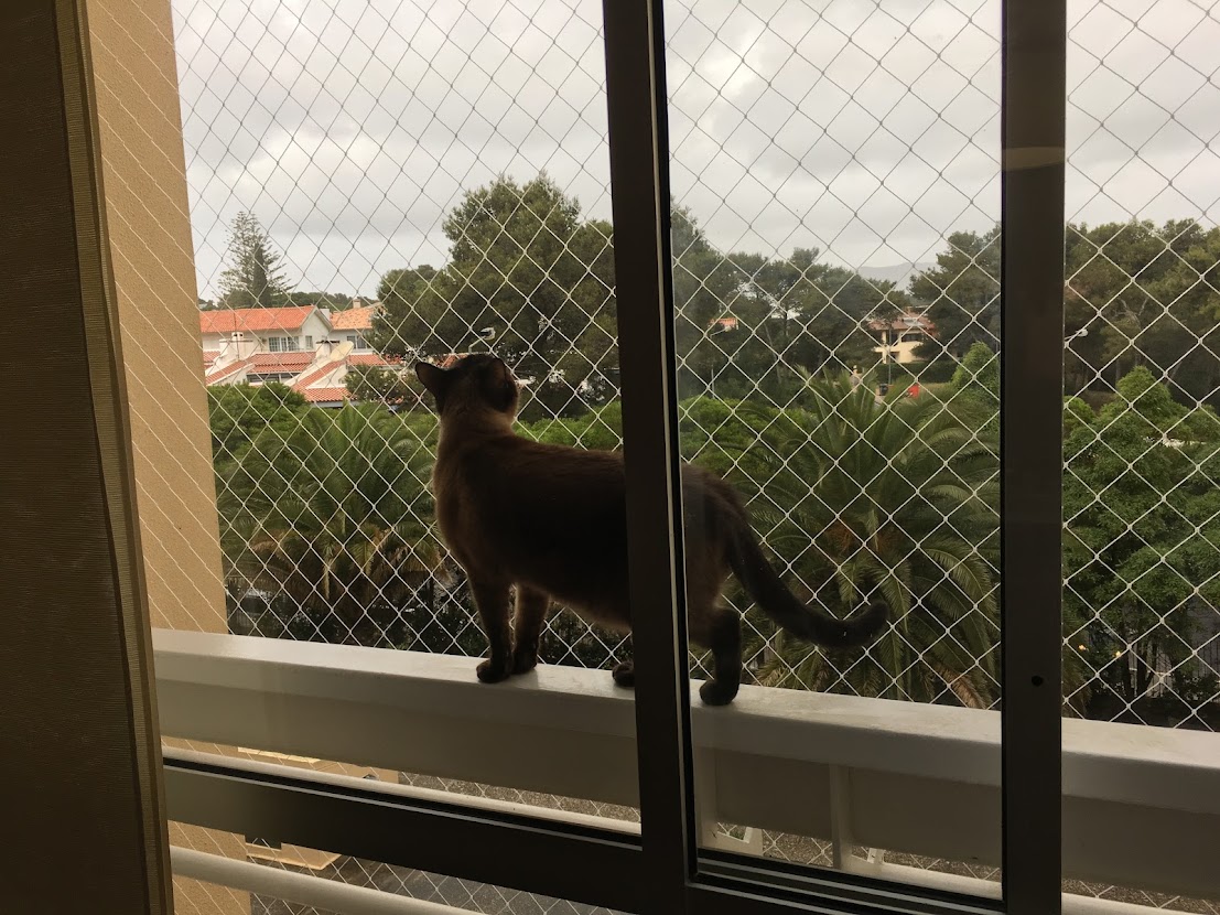 PETPROTEGE - Redes de proteção para gatos foto 6