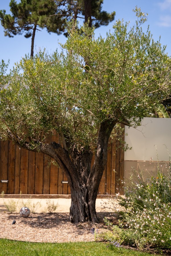 Janvier Plants & Design foto 9